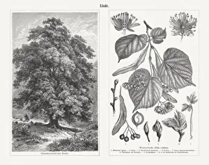 Lime (Tilia cordata) - twig with leaves, blossoms, and seed Lime (Tilia cordata) - twig with leaves, blossoms, and seed