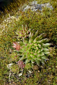 Limestone houseleek -Sempervivum calcareum-, amidst moss, Stuttgart, Baden-Wurttemberg Limestone houseleek -Sempervivum calcareum-, amidst moss, Stuttgart, Baden-Wurttemberg