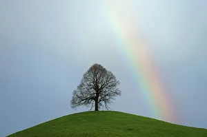 Limetree, linden tree -Tilia- on a moraine hill with a rainbow, Hirzel, Switzerland, Europe Limetree, linden tree -Tilia- on a moraine hill with a rainbow, Hirzel, Switzerland, Europe