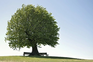 Linde -Tilia spec- with bench, solitary tree a hill, Rendsburg-Eckernfoerde district Linde -Tilia spec- with bench, solitary tree a hill, Rendsburg-Eckernfoerde district