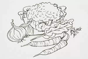 Images Dated 6th February 2007: Line drawing of vegetables including, cauliflower, onions and carrots
