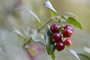 Lingonberries or Cowberries -Vaccinium vitis-idaea-, Emsland, Lower Saxony, Germany Lingonberries or Cowberries -Vaccinium vitis-idaea-, Emsland, Lower Saxony, Germany