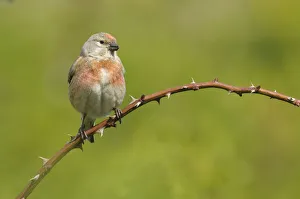 <b class=qtipBold><figcaption>Linnet -Carduelis cannabina-</figcaption></b><br><em>© This content is subject to copyright.</em> Linnet -Carduelis cannabina-