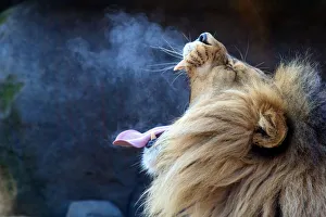 Lion Breath Lion yawns on a cold winter day Lion Breath Lion yawns on a cold winter day
