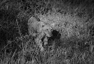 <b class=qtipBold><figcaption>Lion Cub</figcaption></b><br>Serengeti, Tanzania<br><em>© Altai World Photography</em> Lion Cub