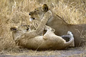 Images Dated 23rd September 2006: A lion cub plays with his mother