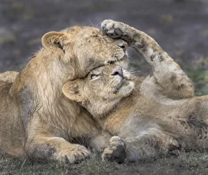 <b class=qtipBold><figcaption>lion cub portrait</figcaption></b><br>Russell Burden, 700428088<br><em>© Russell Burden</em> lion cub portrait