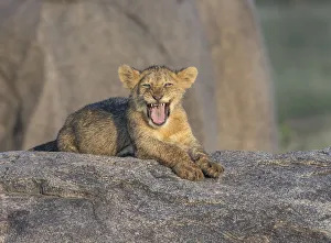 <b class=qtipBold><figcaption>lion cub portrait</figcaption></b><br>young lion cub on a kopje in the Serengeti at sunset<br><em>© Russell Burden</em> lion cub portrait