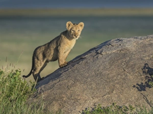 <b class=qtipBold><figcaption>lion cub portrait</figcaption></b><br>young lion cub on a kopje in the Serengeti at sunset<br><em>© Russell Burden</em> lion cub portrait