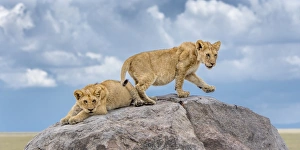 <b class=qtipBold><figcaption>lion cub portrait</figcaption></b><br>young male lion cubs on kopje in the Serengeti against blue sky<br><em>© Russell Burden</em> lion cub portrait