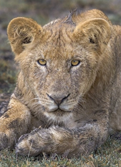 <b class=qtipBold><figcaption>lion cub portrait</figcaption></b><br>Russell Burden, 700428110<br><em>© Russell Burden</em> lion cub portrait