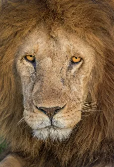 <b class=qtipBold><figcaption>Lion face close up</figcaption></b><br>mature male lion headshot with mane<br><em>© Russell Burden</em> Lion face close up