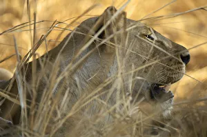 <b class=qtipBold><figcaption>Lion, Katavi National Park, Tanzania</figcaption></b><br>A lioness (Panthera leo) is well camouflaged by long grass as she sits panting in the midday heat<br><em>© Ben Cranke</em> Lion, Katavi National Park, Tanzania