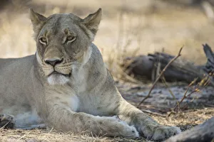 Lion -Panthera leo-, Bwabwata National Park, Caprivi Strip, Namibia, Africa Lion -Panthera leo-, Bwabwata National Park, Caprivi Strip, Namibia, Africa