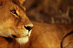 <b class=qtipBold><figcaption>Lion (Panthera leo), close-up</figcaption></b><br>Serengeti National Park, Tanzania<br><em>© This content is subject to copyright.</em> Lion (Panthera leo), close-up