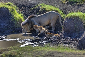 Lion -Panthera leo- with cubs at a waterhole, Masai Mara National Reserve, Kenya Lion -Panthera leo- with cubs at a waterhole, Masai Mara National Reserve, Kenya