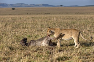Lion -Panthera leo- eating a Blue Wildebeest -Connochaetes taurinus Lion -Panthera leo- eating a Blue Wildebeest -Connochaetes taurinus