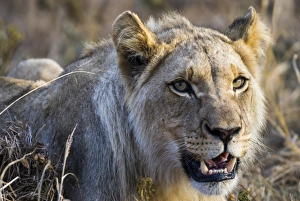 Lion -Panthera leo-, lioness, female, Kruger National Park, South Africa Lion -Panthera leo-, lioness, female, Kruger National Park, South Africa