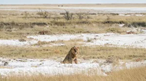 Lion -Panthera leo-, male sitting on the edge of the Etosha Pan, Etosha National Park, Namibia Lion -Panthera leo-, male sitting on the edge of the Etosha Pan, Etosha National Park, Namibia