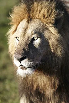 Lion -Panthera leo-, portrait, Ngorongoro Crater, Ngorongoro Conservation Area, Tanzania Lion -Panthera leo-, portrait, Ngorongoro Crater, Ngorongoro Conservation Area, Tanzania