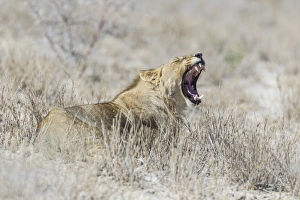 Lion -Panthera leo- yawning, Etosha National Park, Namibia Lion -Panthera leo- yawning, Etosha National Park, Namibia