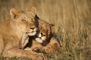 Lion Pride, Masai Mara Game Reserve, Kenya Lion Pride, Masai Mara Game Reserve, Kenya