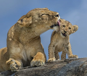 <b class=qtipBold><figcaption>Lioness and cubs</figcaption></b><br>Russell Burden, 680220492<br><em>© Russell Burden</em> Lioness and cubs
