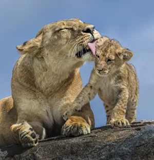 <b class=qtipBold><figcaption>Lioness and cubs</figcaption></b><br>Russell Burden, 680220446<br><em>© Russell Burden</em> Lioness and cubs