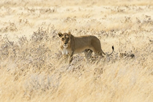 Lioness -Panthera leo- with cubs walking through steppe, Etosha National Park, Namibia Lioness -Panthera leo- with cubs walking through steppe, Etosha National Park, Namibia