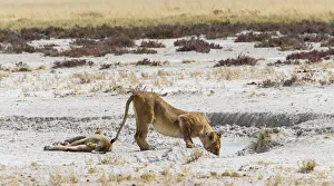 Lioness -Panthera leo- drinking at a waterhole in the Etosha Pan, Etosha National Park Lioness -Panthera leo- drinking at a waterhole in the Etosha Pan, Etosha National Park