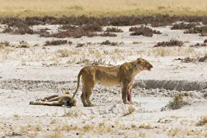 Lioness -Panthera leo- on the edge of the Etosha Pan, Etosha National Park, Namibia Lioness -Panthera leo- on the edge of the Etosha Pan, Etosha National Park, Namibia
