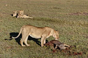 Lioness -Panthera leo- feeding on wildebeest -Connochaetes taurinus- observed by two Lioness -Panthera leo- feeding on wildebeest -Connochaetes taurinus- observed by two