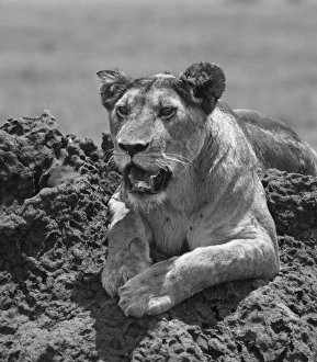 <b class=qtipBold><figcaption>Lioness on termite mound, Serengeti</figcaption></b><br>Lioness lookout for prey, Serengeti, Tanzania.<br><em>© Franz Aberham</em> Lioness on termite mound, Serengeti