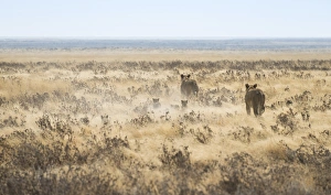 Lionesses -Panthera leo- with cubs running through the steppe, Etosha National Park Lionesses -Panthera leo- with cubs running through the steppe, Etosha National Park