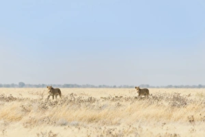 Lionesses -Panthera leo- with cubs walking through steppe, Etosha National Park, Namibia Lionesses -Panthera leo- with cubs walking through steppe, Etosha National Park, Namibia