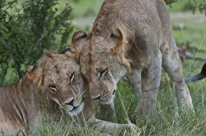 Lionesses -Panthera leo- greeting each other, Maasai Mara, Kenya Lionesses -Panthera leo- greeting each other, Maasai Mara, Kenya