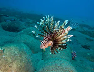 <b class=qtipBold><figcaption>Lionfish</figcaption></b><br>Andrey Narchuk Photography, 183616853<br><em>© Andrey Narchuk</em> Lionfish