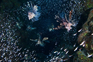 <b class=qtipBold><figcaption>Lions hunt</figcaption></b><br>a lot of lion-fish at Dahab canyon hunting at small glass-fish.<br><em>© Andrey Narchuk</em> Lions hunt