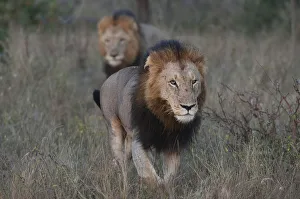 Two Lions -Panthera leo-, adult, South Africa Two Lions -Panthera leo-, adult, South Africa