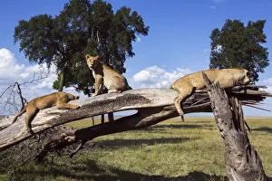 <b class=qtipBold><figcaption>Lions resting on a fallen tree</figcaption></b><br>Lions resting on a fallen tree (Panthera leo). Maasai Mara National Reserve, Kenya. August 2015.<br><em>© Anup Shah</em> Lions resting on a fallen tree