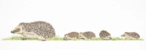 Litter of four baby hedgehogs following mother Litter of four baby hedgehogs following mother