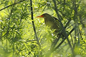 Little Bittern -Ixobrychus minutus-, male in the backlight in a willow, Saxony-Anhalt Little Bittern -Ixobrychus minutus-, male in the backlight in a willow, Saxony-Anhalt