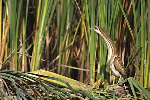 Little Bittern -Ixobrychus minutus-, juvenile bird regurgitating at the reed edge Little Bittern -Ixobrychus minutus-, juvenile bird regurgitating at the reed edge