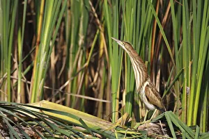 Little Bittern -Ixobrychus minutus-, juvenile bird in its habitat at the reed edge Little Bittern -Ixobrychus minutus-, juvenile bird in its habitat at the reed edge