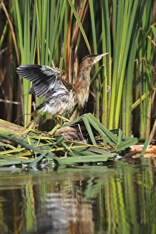 Little Bittern -Ixobrychus minutus-, juvenile bird in threatening posture at the reed Little Bittern -Ixobrychus minutus-, juvenile bird in threatening posture at the reed