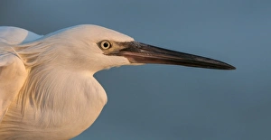 <b class=qtipBold><figcaption>Little Blue Heron Morph</figcaption></b><br>Russell Burden, 855227238<br><em>© Russell Burden</em> Little Blue Heron Morph