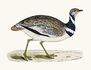 <b class=qtipBold><figcaption>Little Bustard bird</figcaption></b><br>A photograph of an original hand-colored engraving from The History of British Birds by Morris published in 1853-1891.<br><em>© mashuk</em> Little Bustard bird