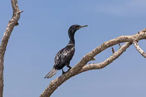 Little Cormorant -Phalacrocorax niger- perched on a tree, nature reserve near Godahena Little Cormorant -Phalacrocorax niger- perched on a tree, nature reserve near Godahena