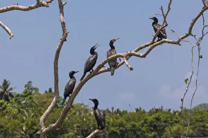 Little Cormorants -Phalacrocorax niger- perched on a tree, nature reserve near Godahena Little Cormorants -Phalacrocorax niger- perched on a tree, nature reserve near Godahena