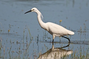 Little Egret -Egretta garzetta- foraging for food, Lake Kerkini, Central Macedonia, Greece Little Egret -Egretta garzetta- foraging for food, Lake Kerkini, Central Macedonia, Greece
